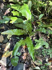 Leptochilus hemionitideus