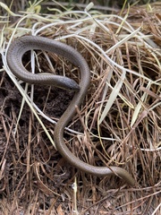 Delma inornata