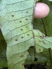 Leptochilus hemionitideus