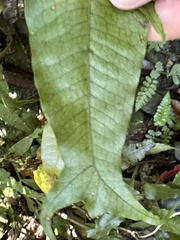 Leptochilus hemionitideus