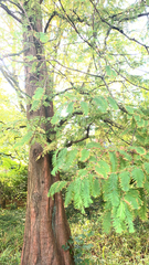 Metasequoia glyptostroboides