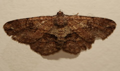 Paradromulia ambigua