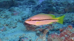 Lutjanus vitta
