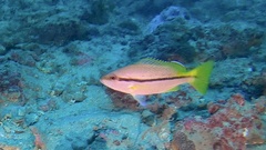 Lutjanus vitta
