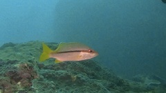 Lutjanus vitta