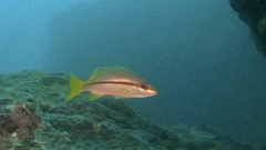 Lutjanus vitta
