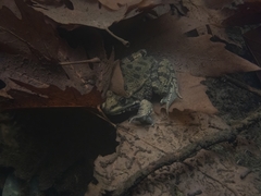 Pelophylax bedriagae