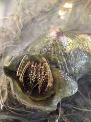 Clibanarius taeniatus