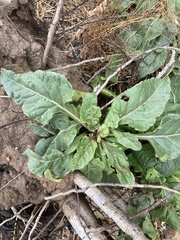 Beta vulgaris