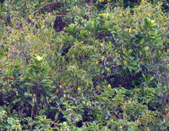 Buchanania arborescens