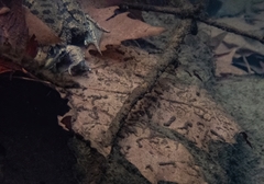 Pelophylax bedriagae