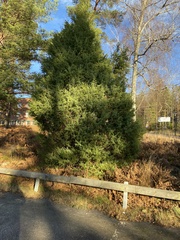 Juniperus communis