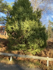 Juniperus communis