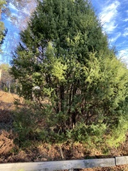Juniperus communis