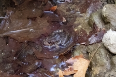 Pelophylax bedriagae