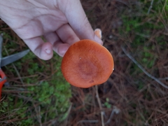 Lactarius aurantiacus