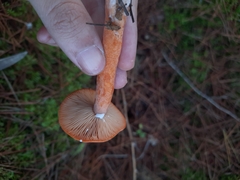 Lactarius aurantiacus