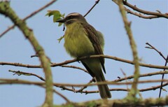 Myiodynastes hemichrysus