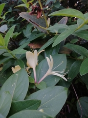 Caprifoliaceae