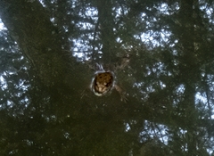 Pelophylax bedriagae