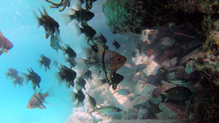 Sphaeramia orbicularis