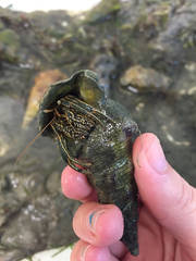 Clibanarius taeniatus