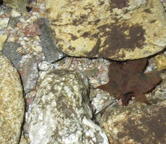 Onychodactylus koreanus