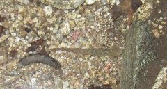 Onychodactylus koreanus