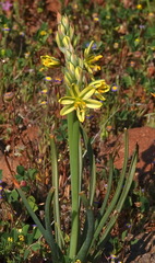 Albuca suaveolens