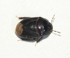 Cydnidae