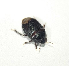 Cydnidae