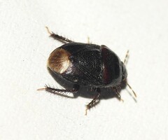 Cydnidae