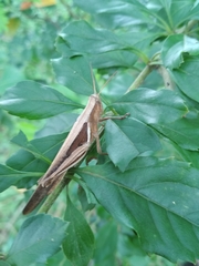 Stenocatantops splendens