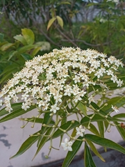 Sambucus nigra