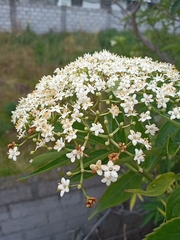 Sambucus nigra