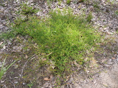 Ornithopus compressus