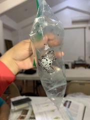 Gastrophryne elegans