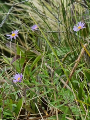 Brachyscome ascendens