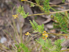 Ornithopus compressus