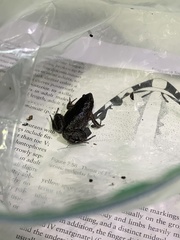 Gastrophryne elegans