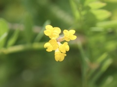 Ornithopus compressus