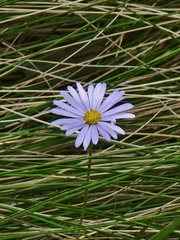 Brachyscome ascendens