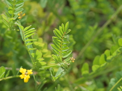 Ornithopus compressus