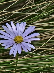 Brachyscome ascendens