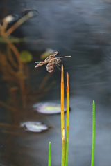 Rhyothemis graphiptera