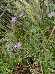 Brachyscome ascendens