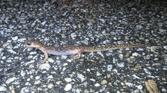 Onychodactylus koreanus