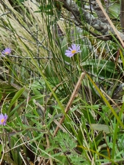 Brachyscome ascendens
