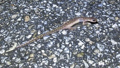 Onychodactylus koreanus