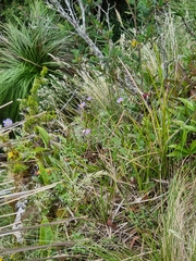 Brachyscome ascendens